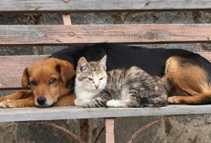 Εγκρίθηκε η χρηματοδότηση για στείρωση αδέσποτων ζώων του Δήμου Ελευσίνας
